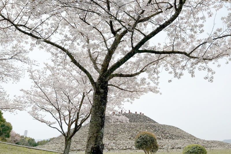 桜が満開の様子